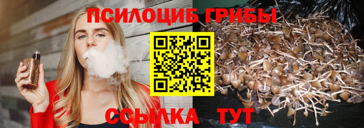 Галлюциногенные грибы Psilocybe Кропоткин